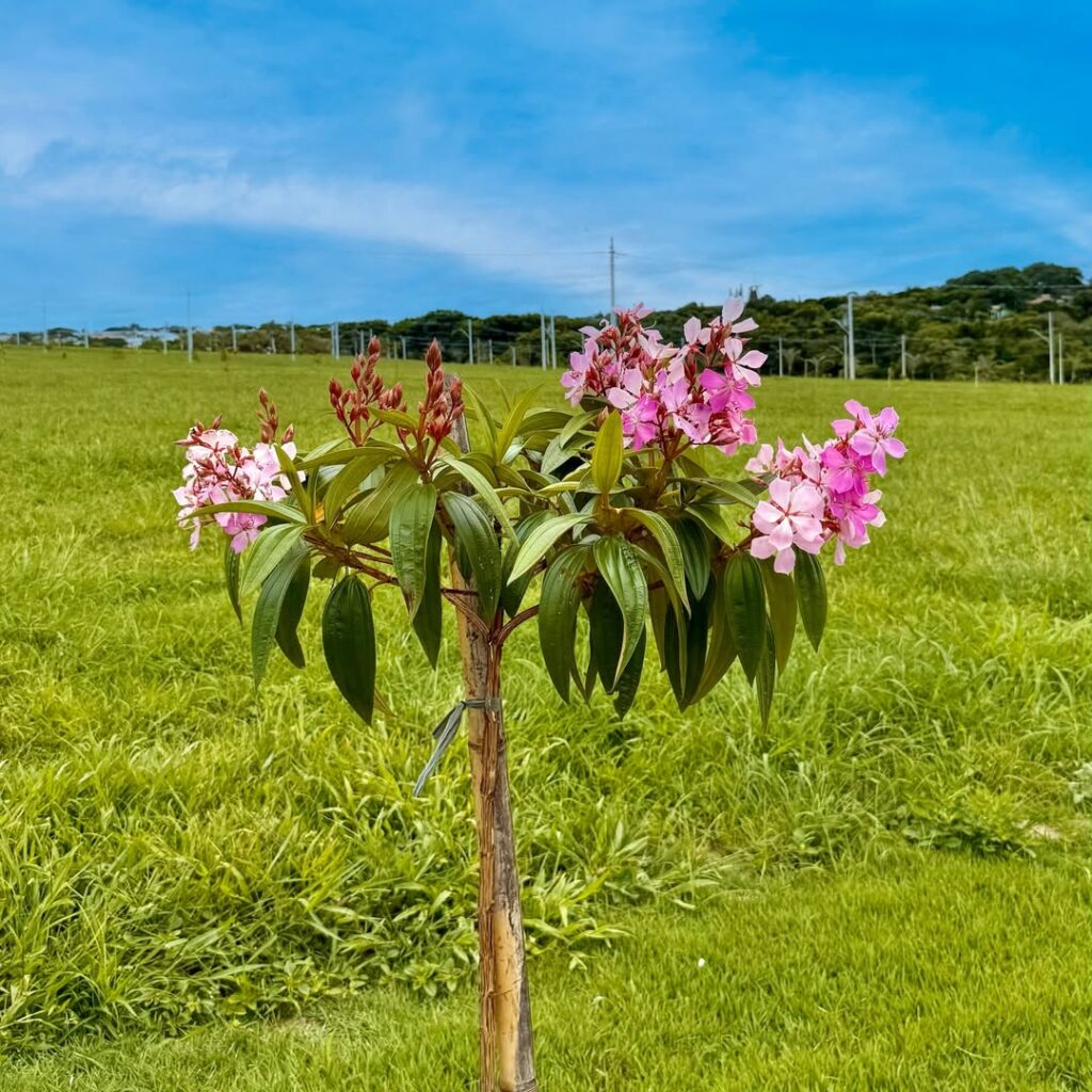 Florabella cap 2 bairro planejado holambra